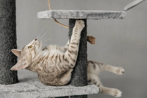 istock A 5-month-old Bengal kitten with green eyes is playing on a scratching post 2234485828