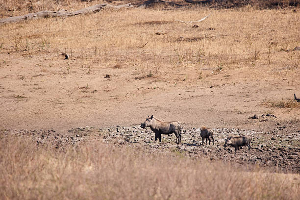 A group of three warthogs explores a dry and arid landscape in South Africa's Kruger Park, showcasing wildlife in their natural environment, demonstrating adaptation to harsh conditions and emphasizing the beauty of nature.