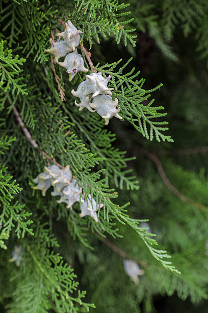 Close-Up View Of Evergreen Arborvitae/Thuja Branch With Scale-Like Foliage And Horned Cones, Showing Botanical Detail, Natural Texture, And Lush Greenery. Concept: Nature, Horticulture, Landscaping Plant, Evergreen Hedge, Background/Texture.