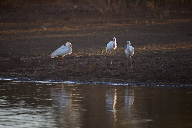 A serene view of three spoonbills resting by the riverbank, lit by golden sunset light, evoking peace and cohabitation in a natural habitat.