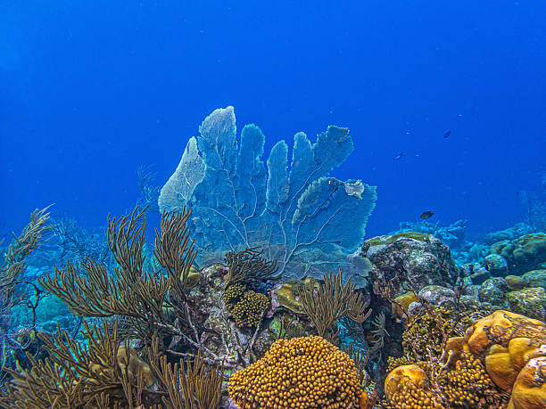 istock Caribbean coral garden 2234487227