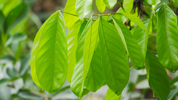istock Fresh Green Tropical Leaves in Natural Environment 2234487241