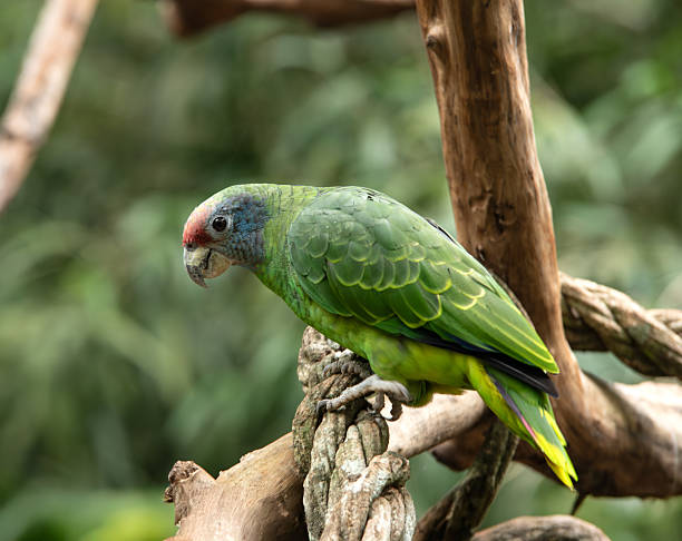 istock Green parrot in a rainforest in South America 2234487465