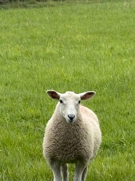 istock A single sheep standing alone in a lush green field looking directly ahead. Peaceful rural scene capturing natural farm life and animal behaviour. 2234488073