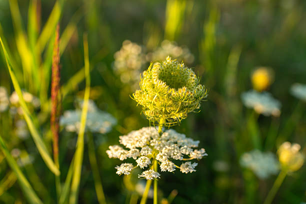 Close-up of Queen Anne’s lace (Daucus carota) with a curled bud and delicate white umbel glowing at sunset. Soft bokeh and shallow depth highlight wild botany, natural beauty and serene rural meadows in summer.