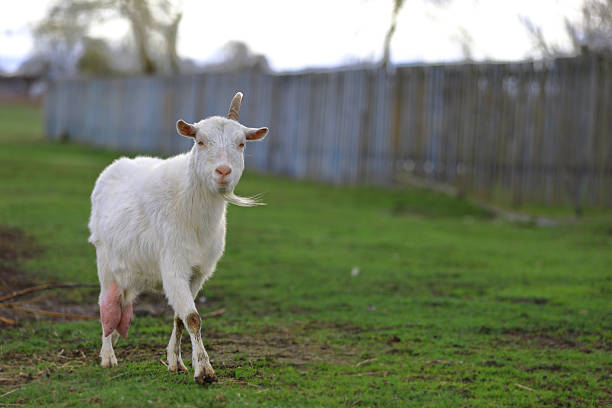 A white goat with one horn walks around the farm.