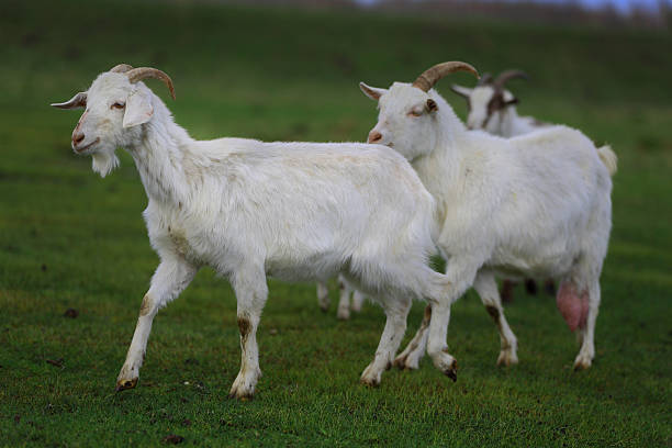 istock White goats graze in the meadow. 2234488987