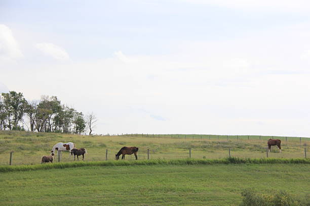 Horse grazing in grassy landscape against mountains, British Columbia, Canada.
