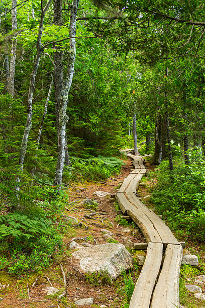 High angle of treelined diminishing perspective wooden Jordan Pond Path in summer.