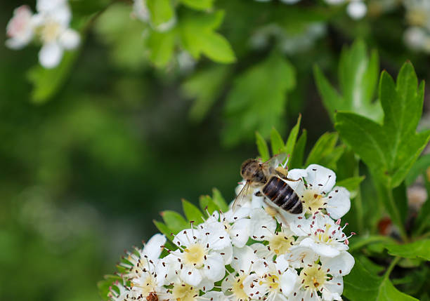 Flower and insect background material