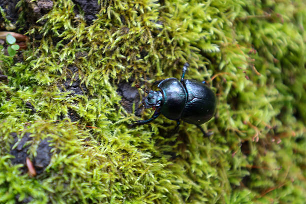 A dark scarab beetle crawls across thick green moss, showcasing its glossy elytra and bluish coloration. The photo conveys the beauty and details of the microcosm, highlighting natural interaction within the ecosystem.
