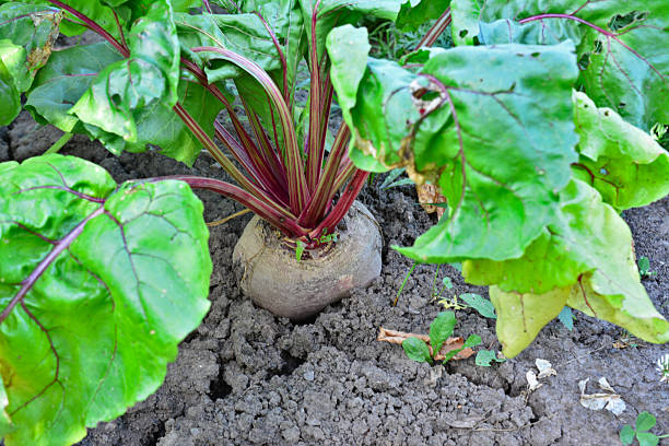 The leaves of the radish is on the soil and rest of radish is under the ground