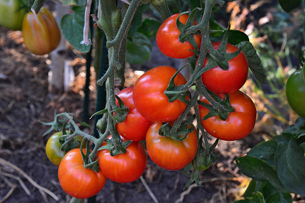 istock Ripe Tomatoes are hanging on the Vine 2234492339