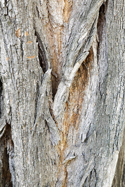istock Rough Wood Bark In Light Gray And Brown 2234492428