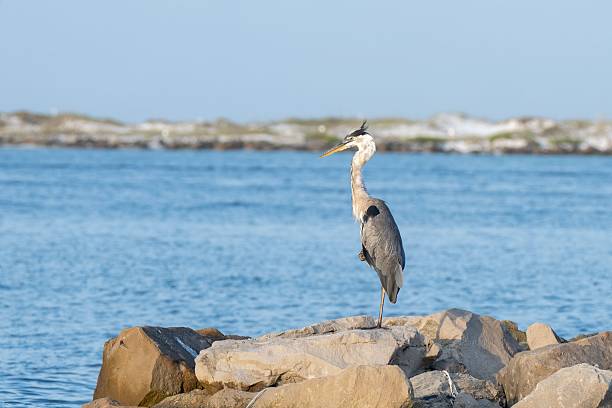 istock Great blue heron by the sea 2234494486