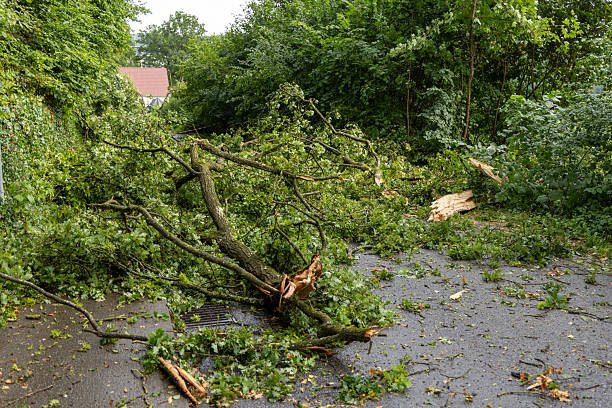 istock Branches broken off by the storm block the road across its entire width. 2234494499