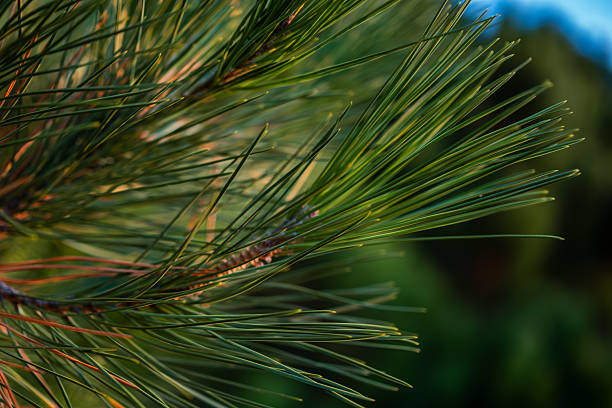 Detailed macro view of vibrant green pine needles on a branch, showing natural texture and growth in a lush forest setting.