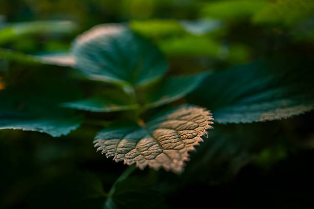 istock Close-up of a textured green leaves 2234495103