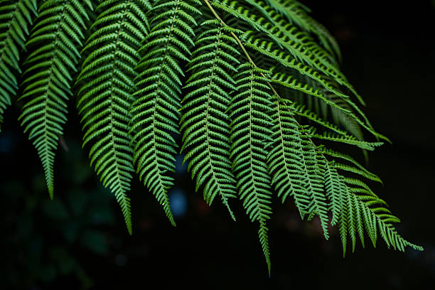 Fresh green leaves plant texture nature background