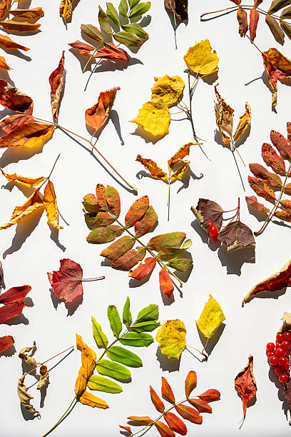 istock Varied autumn leaves arranged on white surface. 2234497089