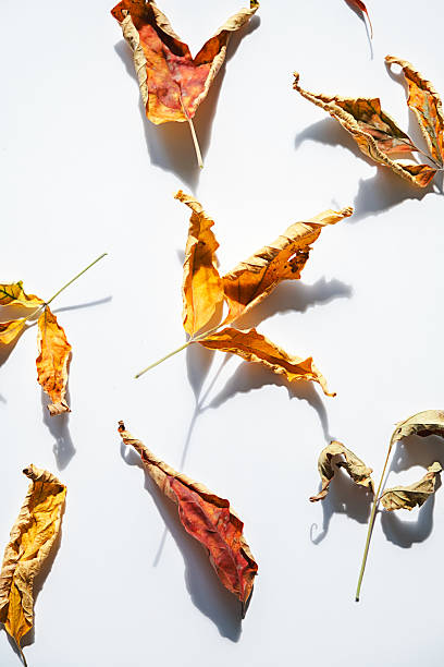 istock Dried autumn chestnut leaves creating natural earthy pattern on clean white background. 2234497110