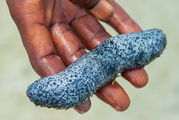 istock Sea cucumber on human hand close-up 2234499776