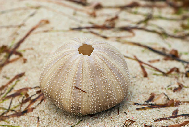 Black sea urchin (Arbacia lixula) underwater on the beach
