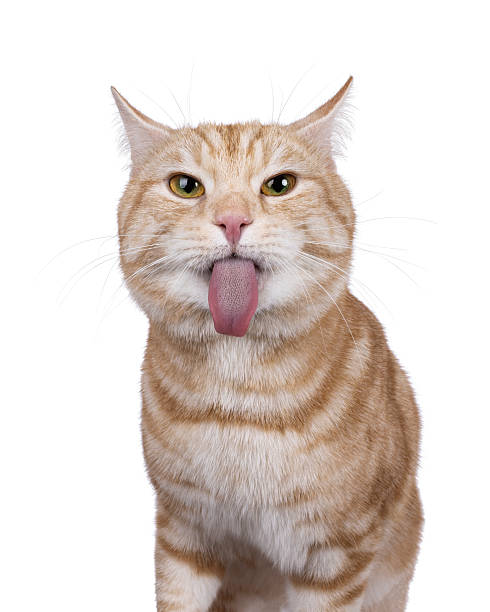 istock European Shorthair cat on white background 2234499902
