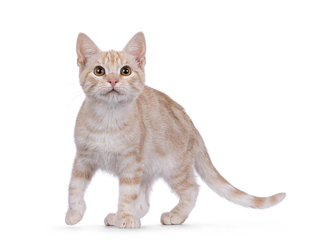 istock European Shorthair cat on white background 2234500381