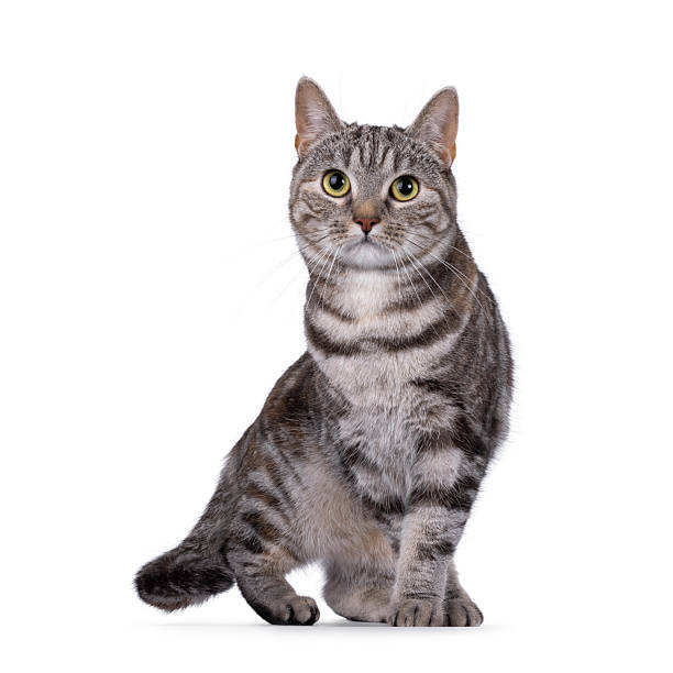 istock European Shorthair cat on white background 2234501077