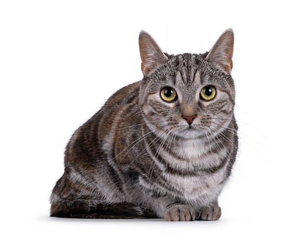 istock European Shorthair cat on white background 2234501082
