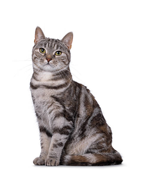 istock European Shorthair cat on white background 2234501085