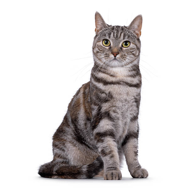 istock European Shorthair cat on white background 2234501097