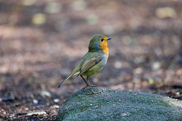 istock Robin woodland bird perched on a tree stump 2234501128