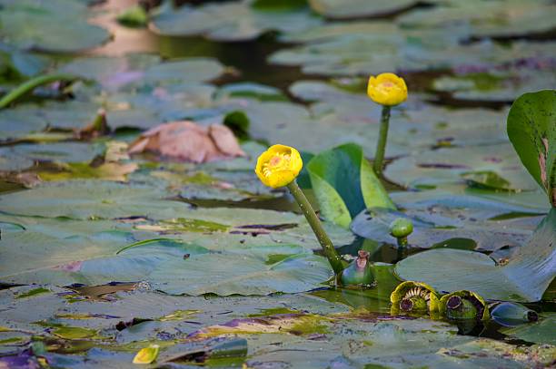 istock Yellow pond plant water lily 2234501170