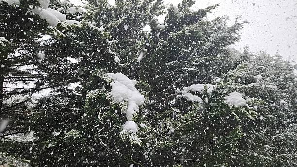 istock Wooded area. Walking path. Green area and snowy trees. 2234501725