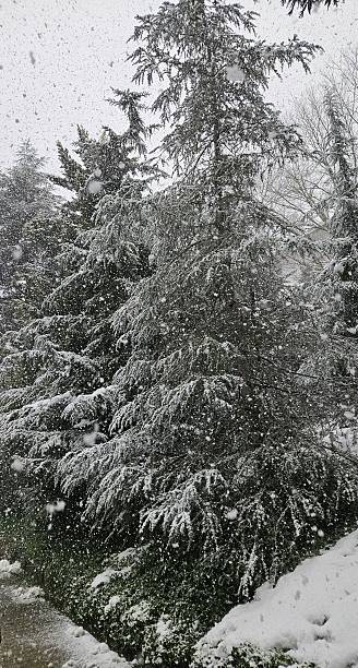 istock Wooded area. Walking path. Green area and snowy trees. 2234501791