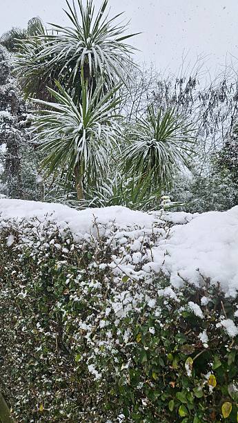 istock Wooded area. Walking path. Green area and snowy trees. 2234501805