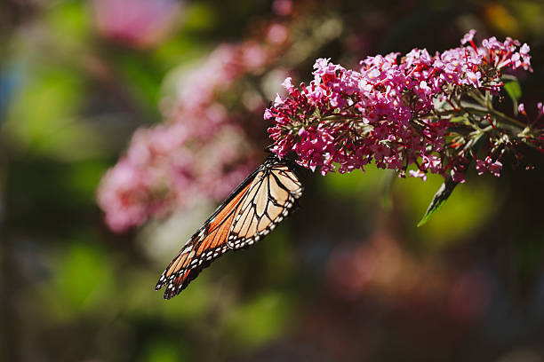 istock Monarch Butterfly on Buddleia Blossom 2234502695