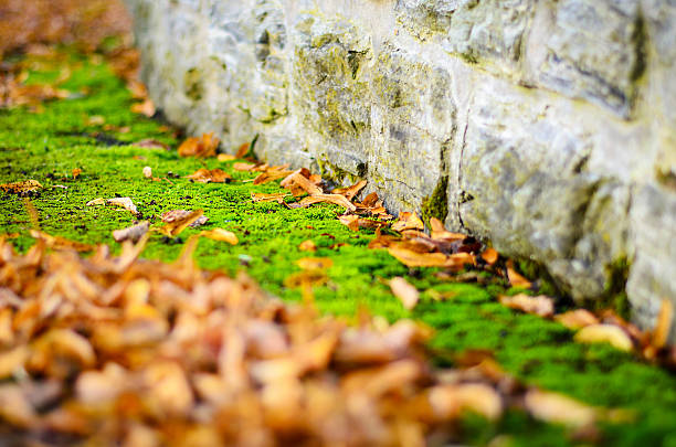 Dry autumn leaves resting on vibrant green moss with blurred background