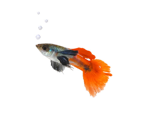 istock The Red Tail Platinum Elephant Ear Guppy isolated on white background 2234502873