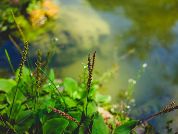 Green lakeside plants in summer