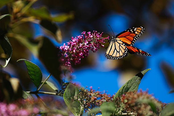 A beautiful monarch butterfly feeding on the blossom of a buddleia bush. Shot with a Canon 5D Mark IV.