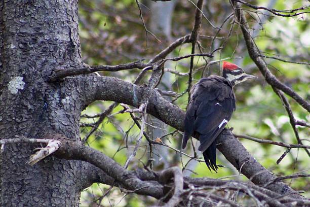 istock Pileated Woodpecker 2234507032