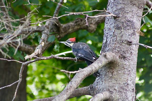 istock Pileated Woodpecker 2234507036