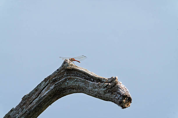 Common Darter Dragonfly flying over a lake in Gosforth Park Nature Reserve in springtime .