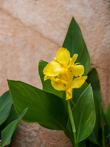 istock Golden Canna Lily Flower 2234507715