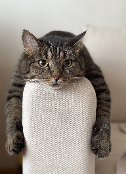 Grey Scottish Fold cat lying on a brown leather sofa