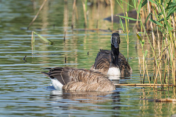 Canada Geese in Gosforth Park Nature Reserve