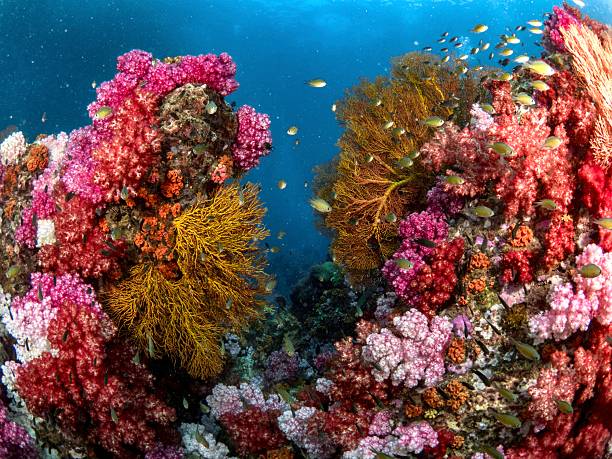 Stone hange Underwater Thailand at Lipe